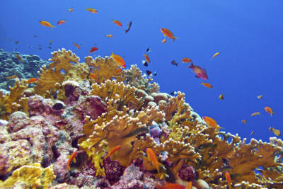 Corals of the Middle East are trained to live in warm waters